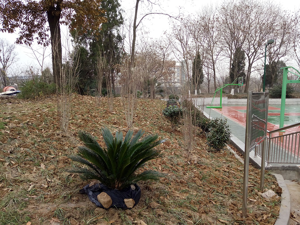 南京农机所篮球场周边绿化工程 项目示意