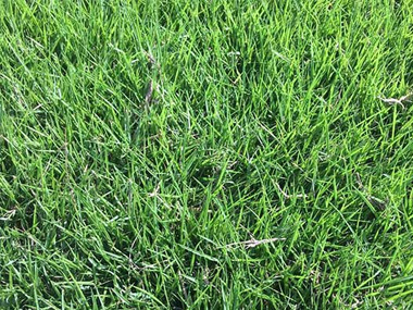 百慕达 苗木图片