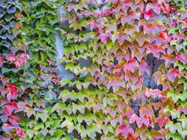 爬山虎 苗木图片