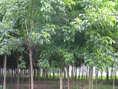 重阳木 苗木图片