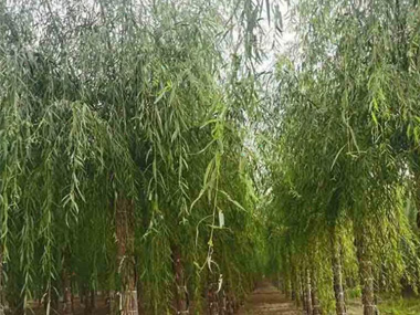 垂柳 苗木图片