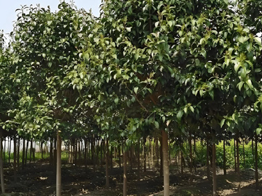 大叶女贞 苗木图片