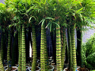 佛肚竹 苗木图片