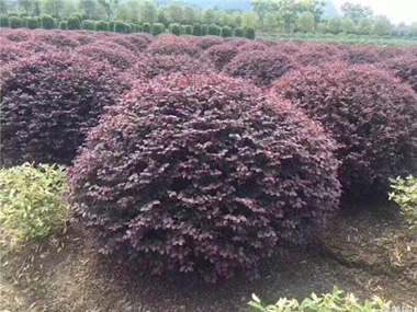 红花继木 苗木图片