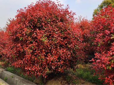 红叶石楠 苗木图片