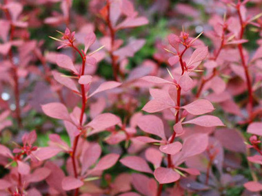 红叶小檗 苗木图片