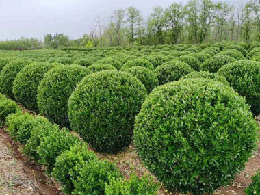 黄杨 苗木图片