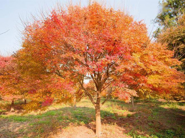 鸡爪槭 苗木图片