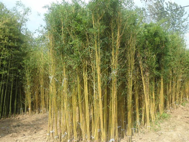 金镶玉竹 苗木图片