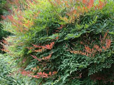 兰天竹 苗木图片