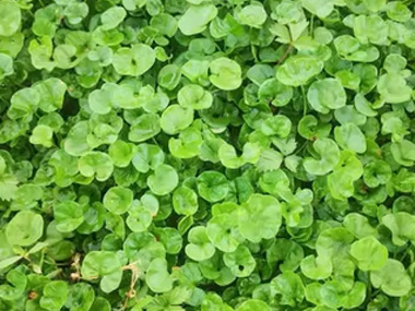 马蹄金 苗木图片