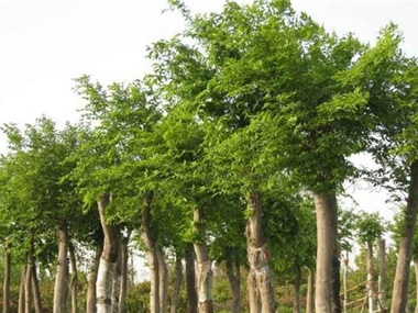 朴树 苗木图片