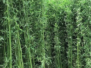 青竹 苗木图片