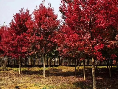日本红枫 苗木图片