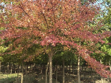 三角枫 苗木图片