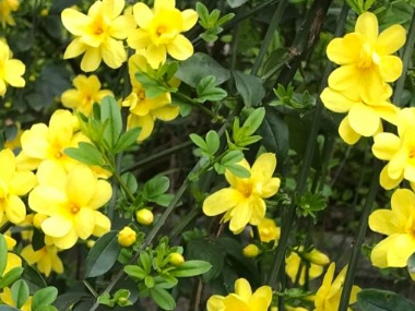 迎春花 苗木图片