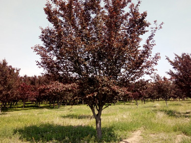 紫叶李 苗木图片