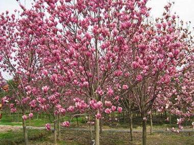 紫玉兰 苗木图片