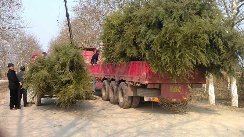 4米精品雪松装车