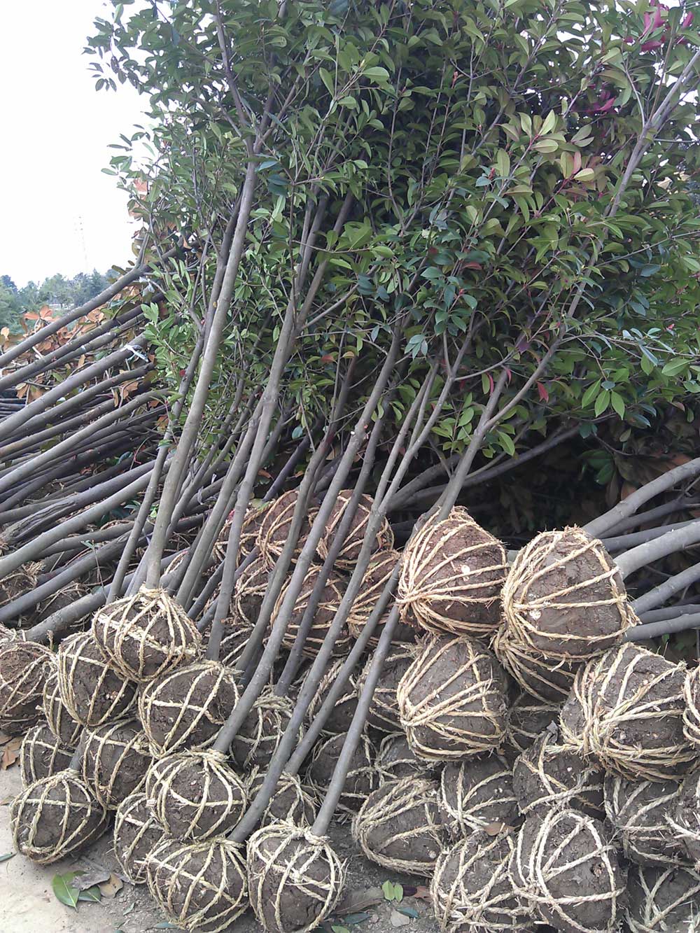 红叶石楠 桂花 广玉兰 红玉兰混装发货