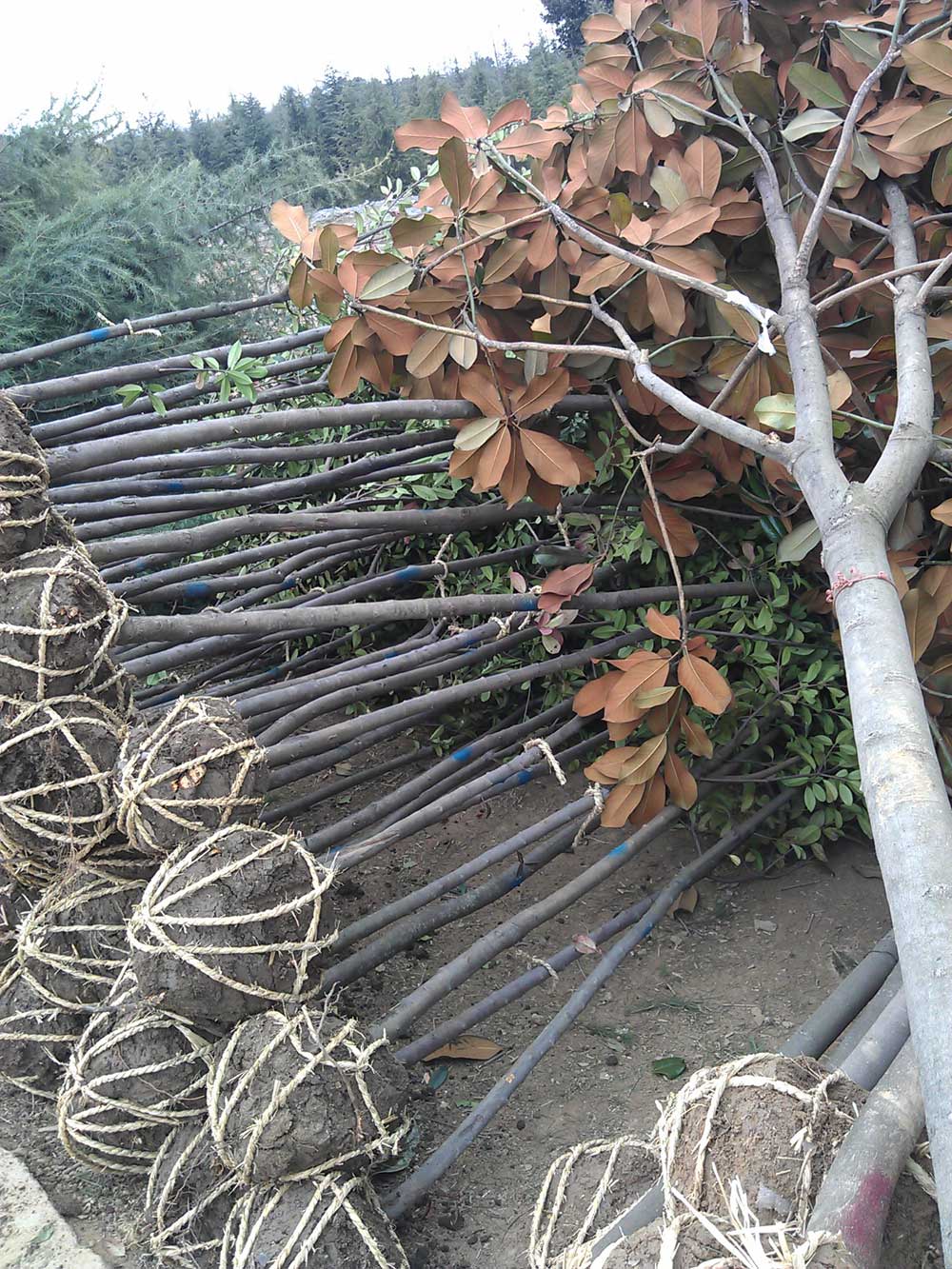 红叶石楠 桂花 广玉兰 红玉兰混装发货