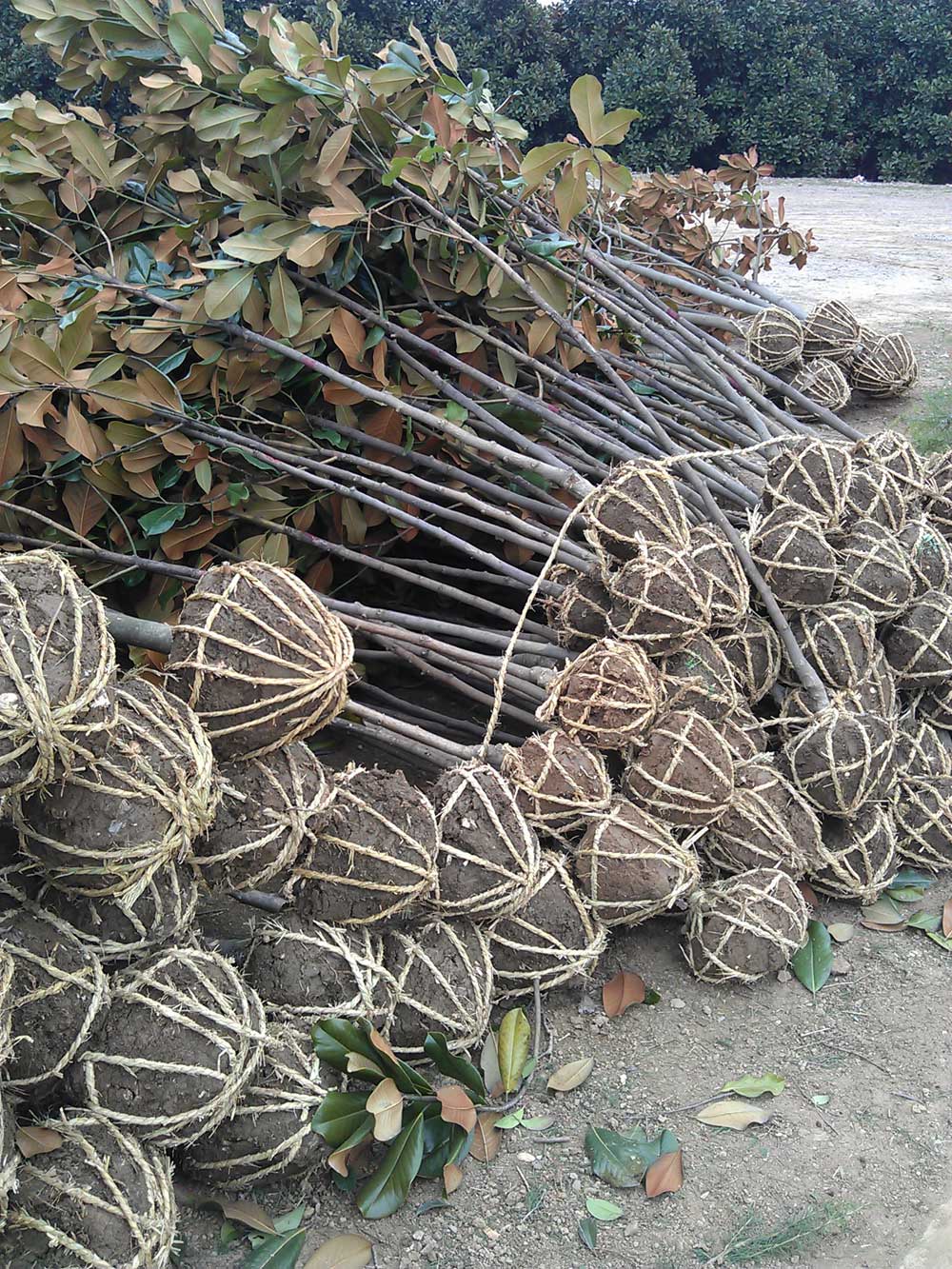 红叶石楠 桂花 广玉兰 红玉兰混装发货