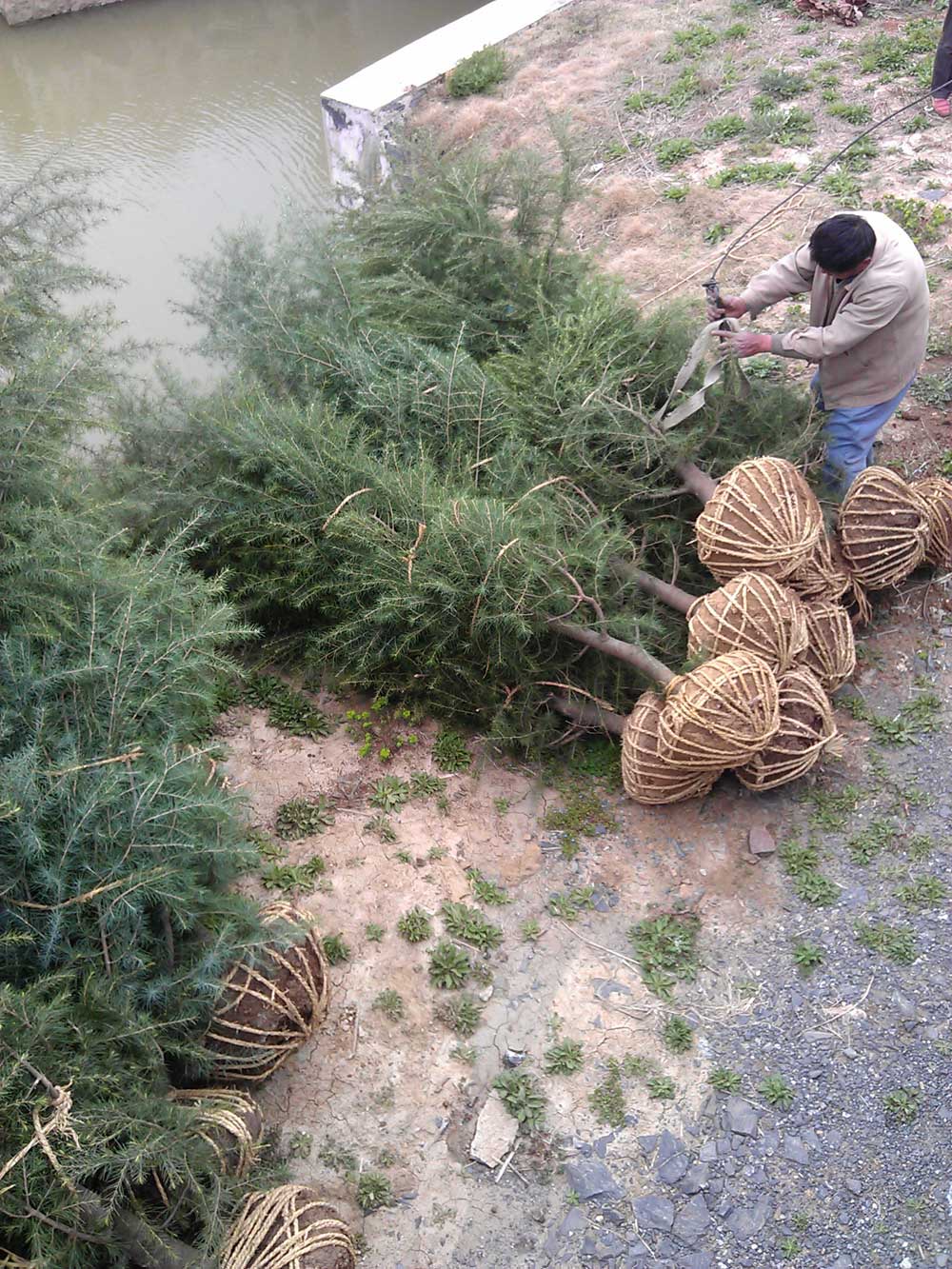 4米、3米、2.5米雪松