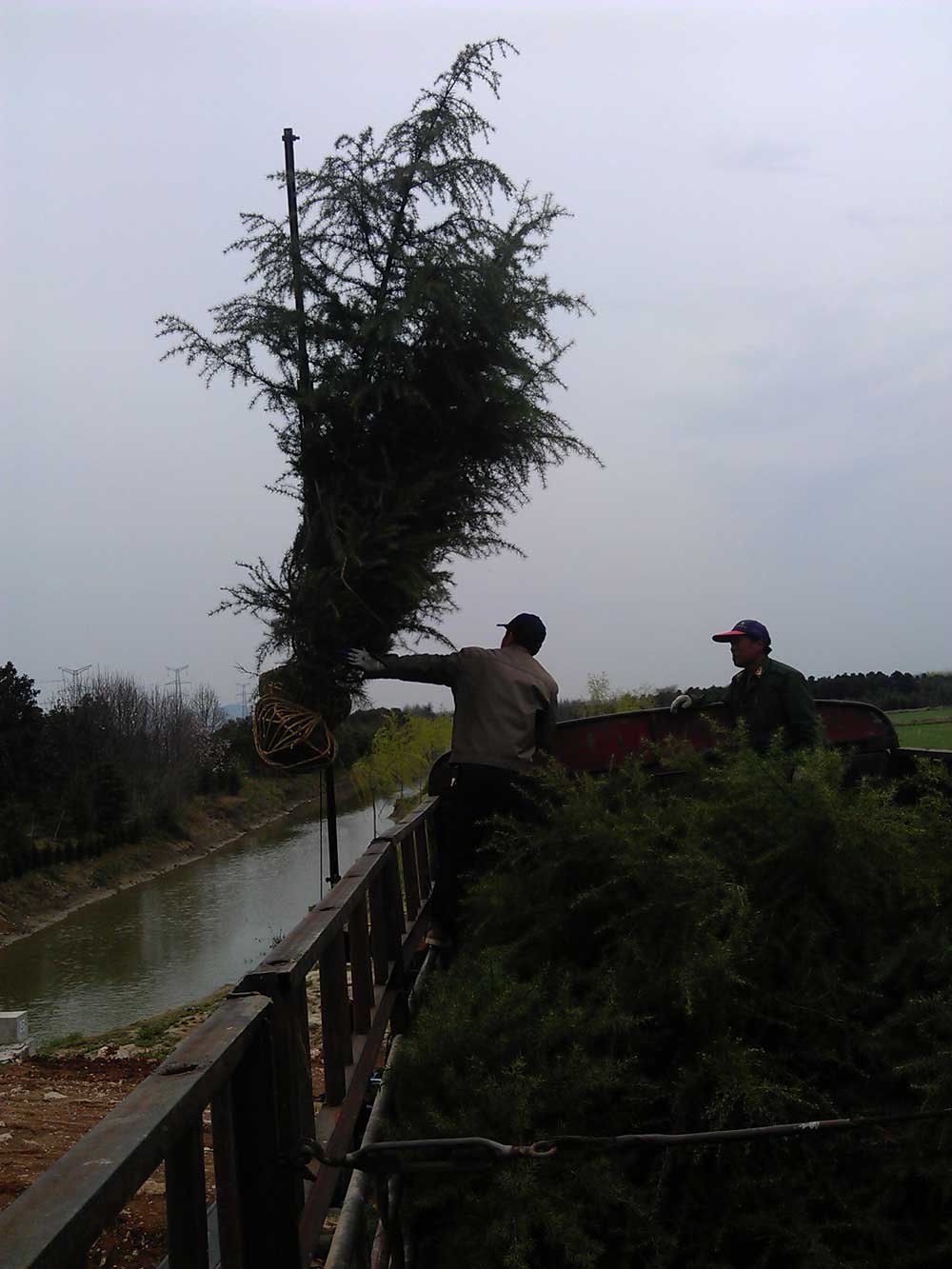 4米、3米、2.5米雪松