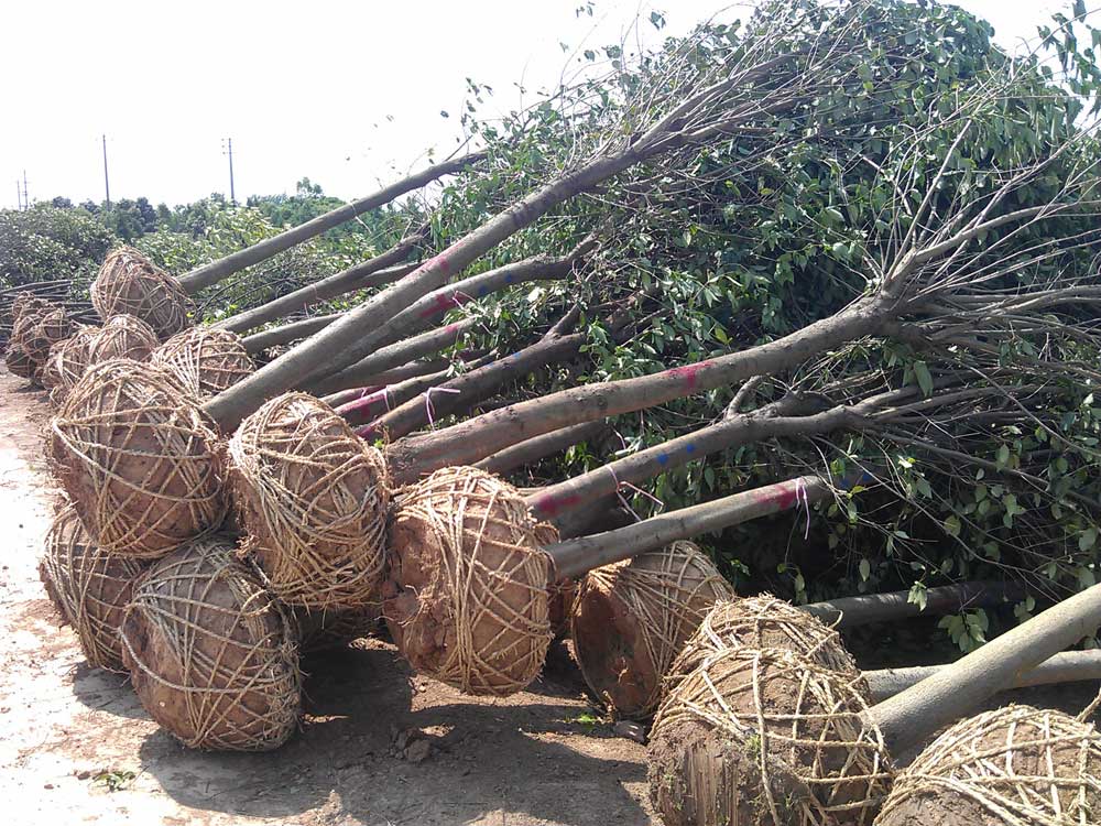 大叶女贞 红叶石楠 广玉兰发货