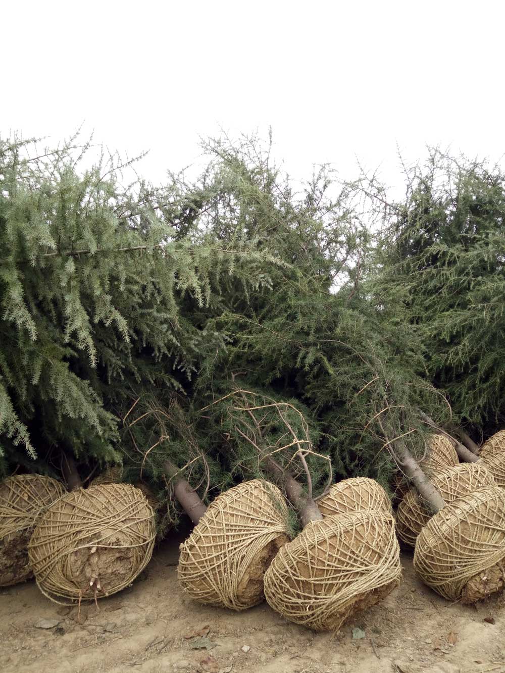 5米、6米、7米雪松一级苗