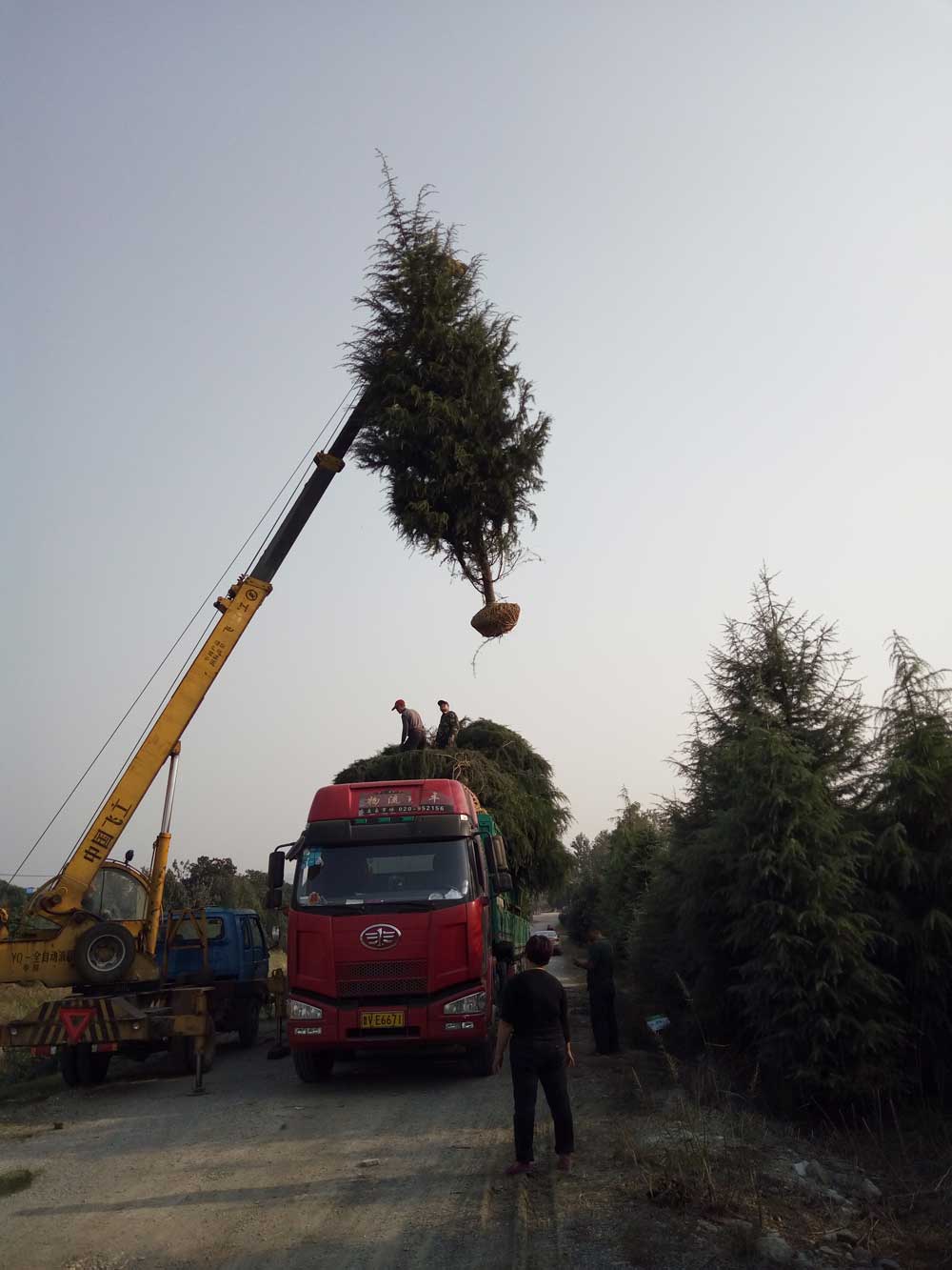 5米、6米、7米雪松一级苗