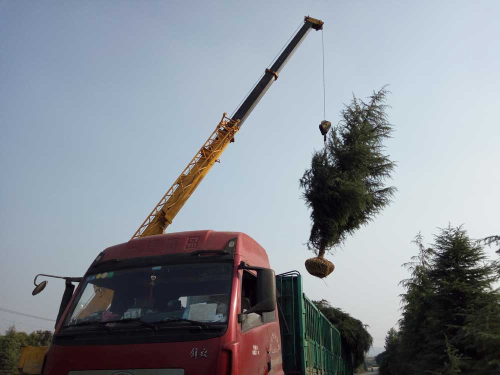 5米、6米、7米雪松一级苗