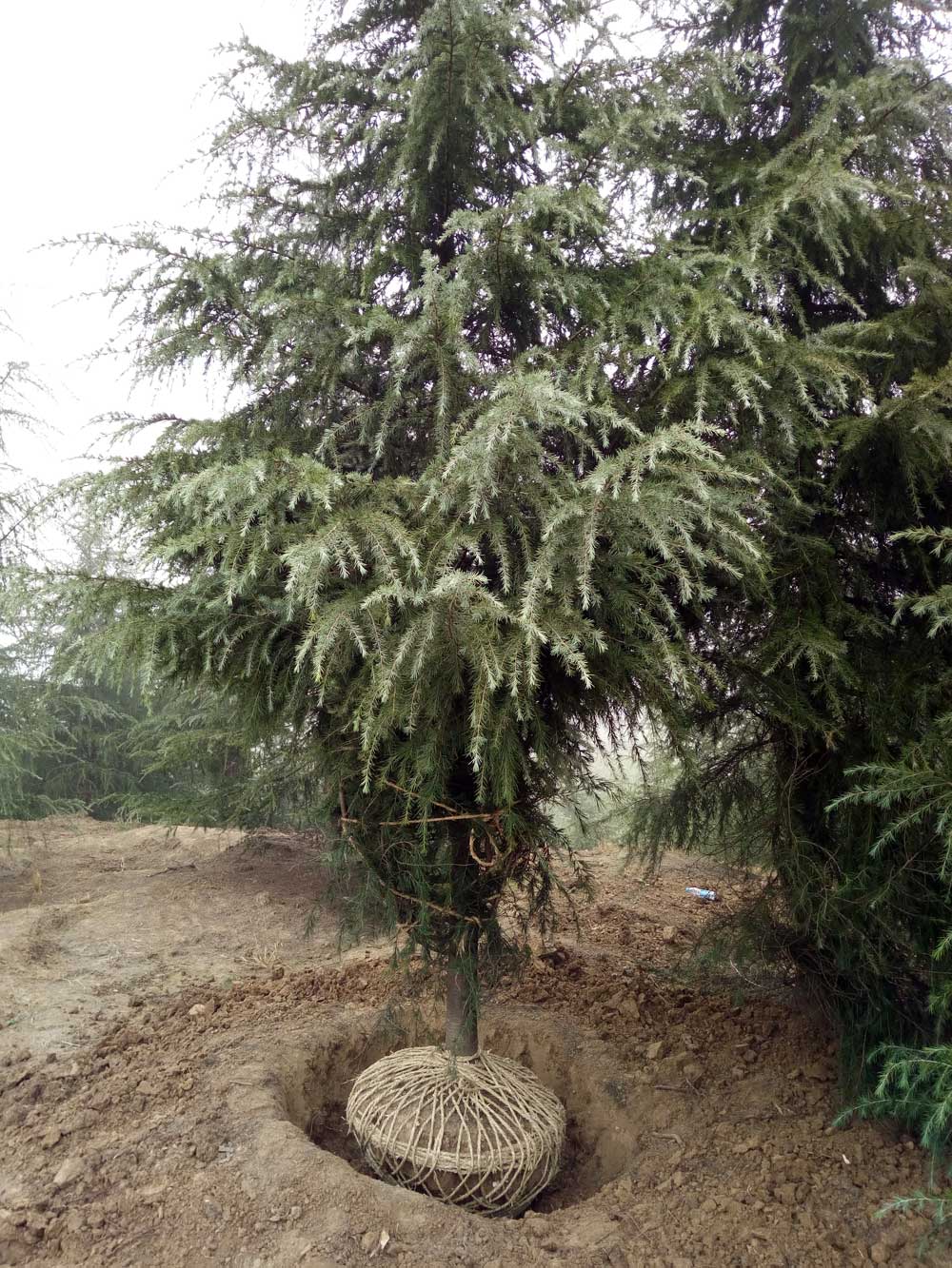 5米、6米、7米雪松一级苗