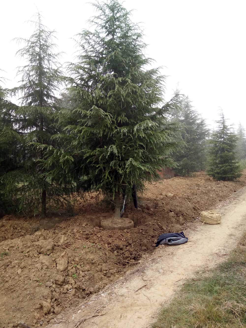 5米、6米、7米雪松一级苗